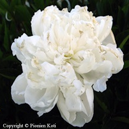 Paeonia lactiflora 'Marie lemoine', kiinanpioni